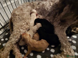 Labradoodle dogs 7 gorgeous Labradoodles - Advert 1