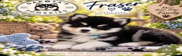 Pomsky dogs for sale: Stunning F3 Pomsky Puppies - Advert 13