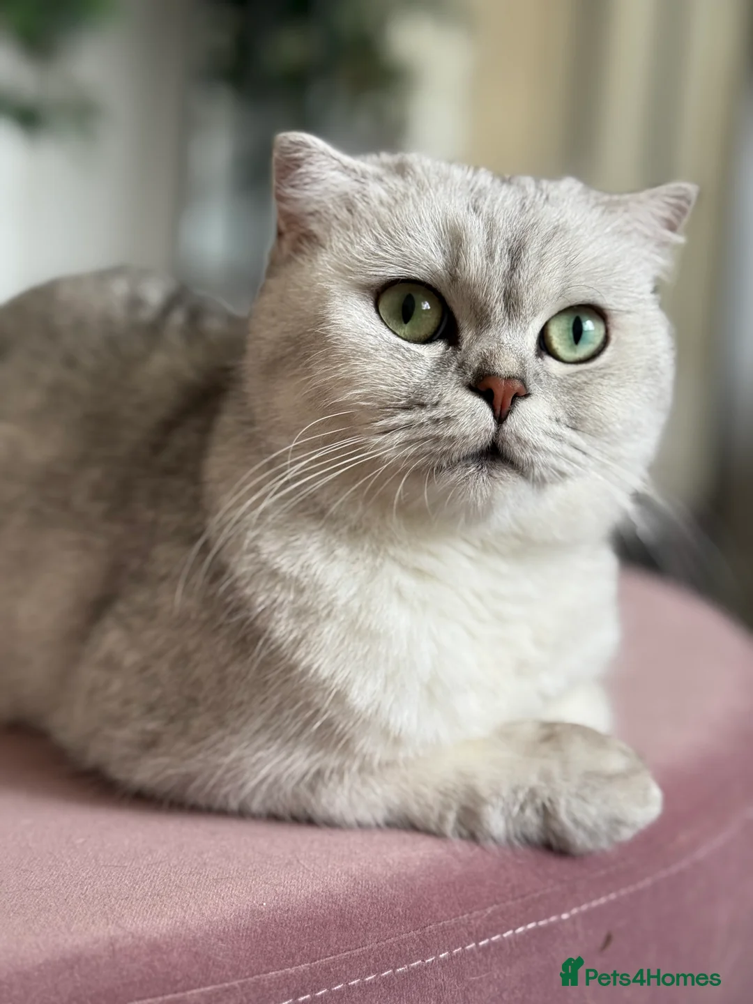 Scottish Fold cats for sale: Stunning Scottish fold kittens - Advert 19
