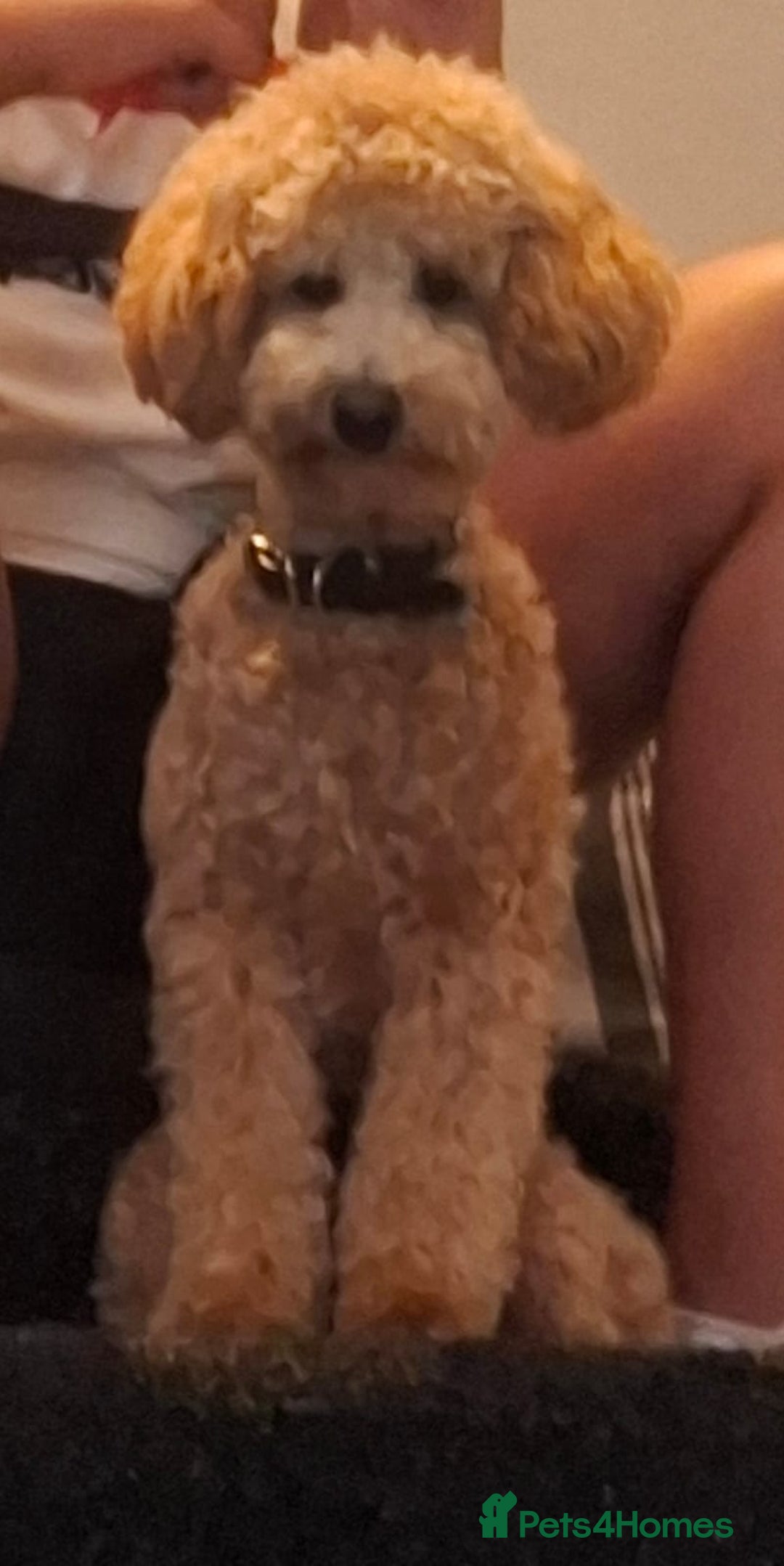 Poochon dogs for sale: Female poochon forsale - Advert 4