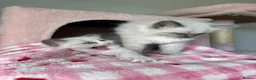 Ragdoll cats for sale: Pure bred European Ragdolls  - Advert 32