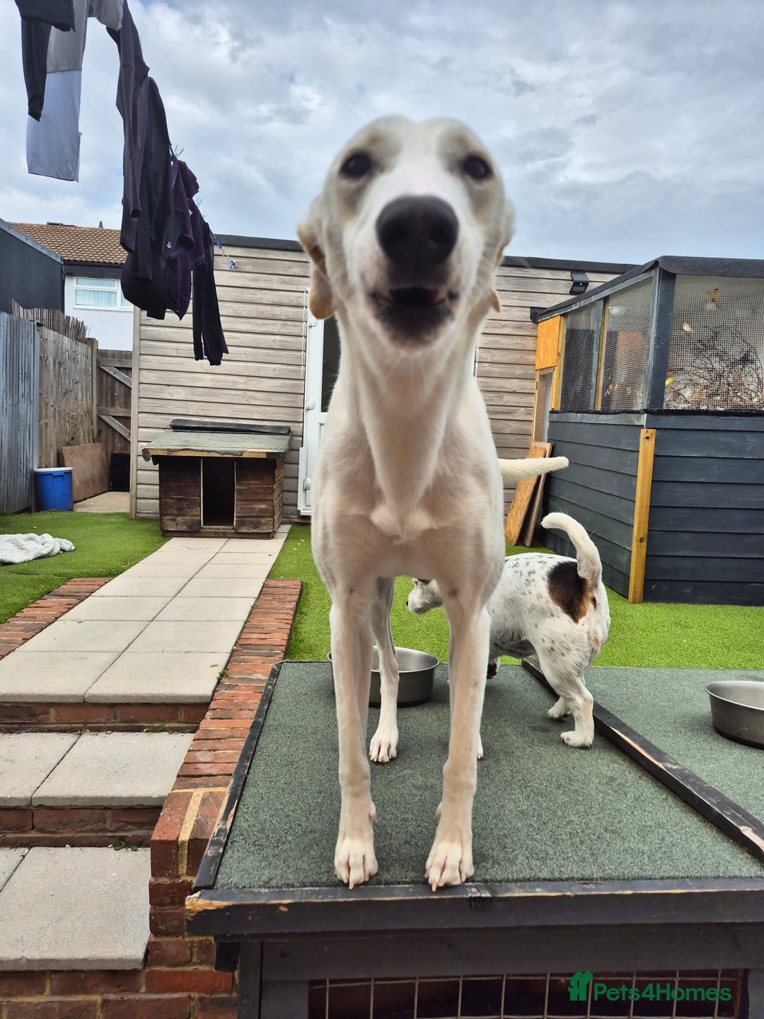 Greyhound dogs for sale: 2 Female Greyhounds - Image 8
