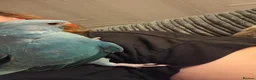 Ringnecks birds for sale: Indian ringneck  - Advert 2