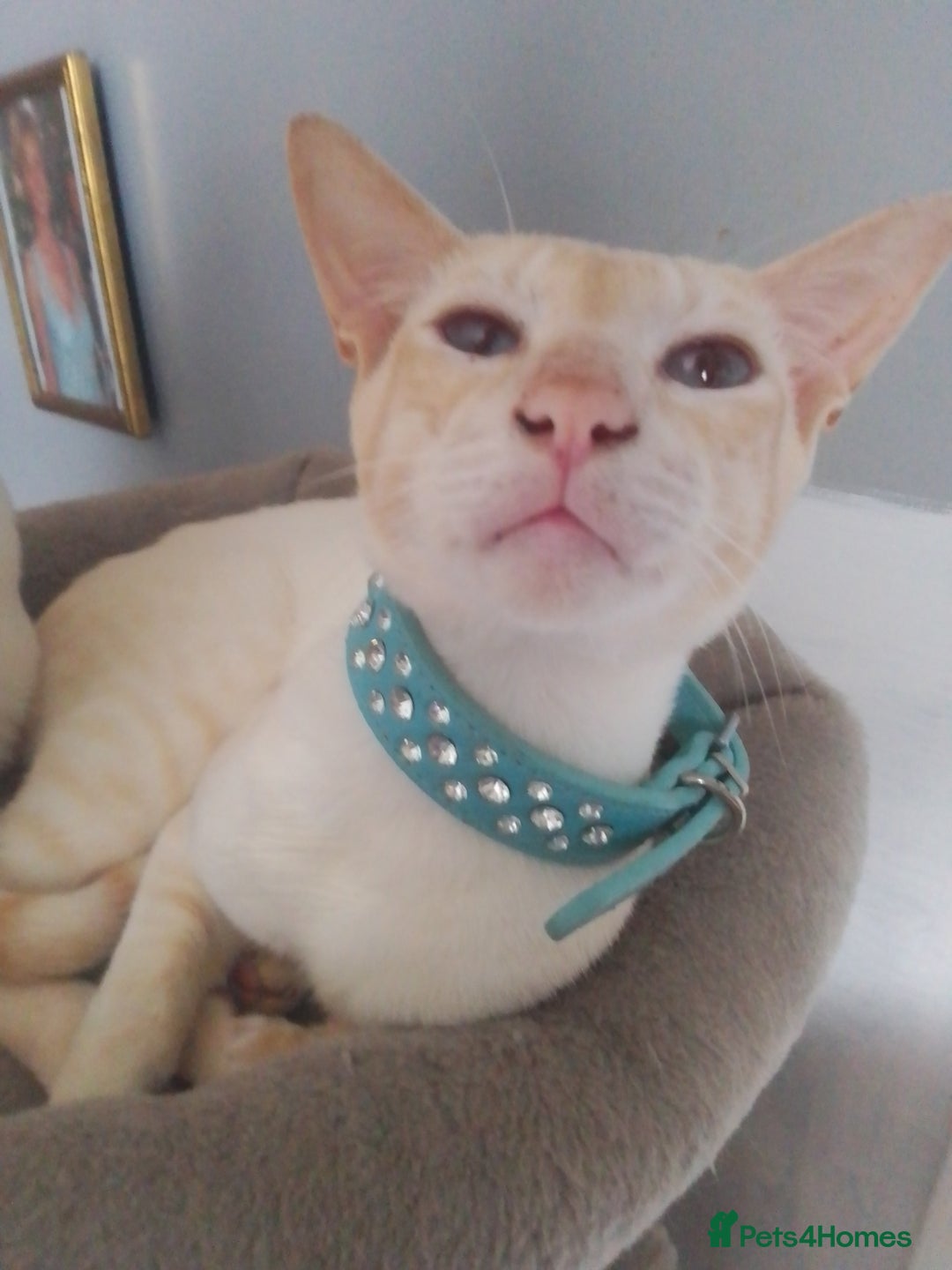 Siamese cats for sale: Siamese cat - Advert 1