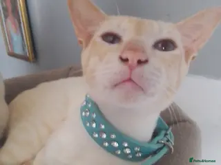 Siamese cats Siamese cat - Advert 2