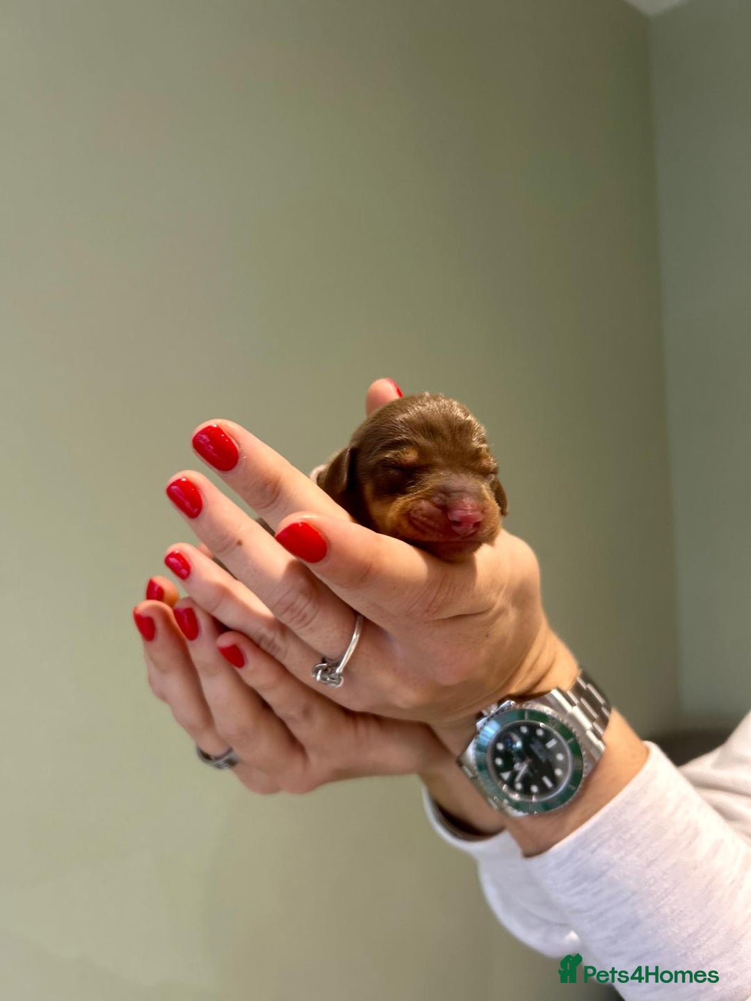 Dachshund dogs for sale: 9 Standard Dachshund Puppies KC Registered  - Image 3