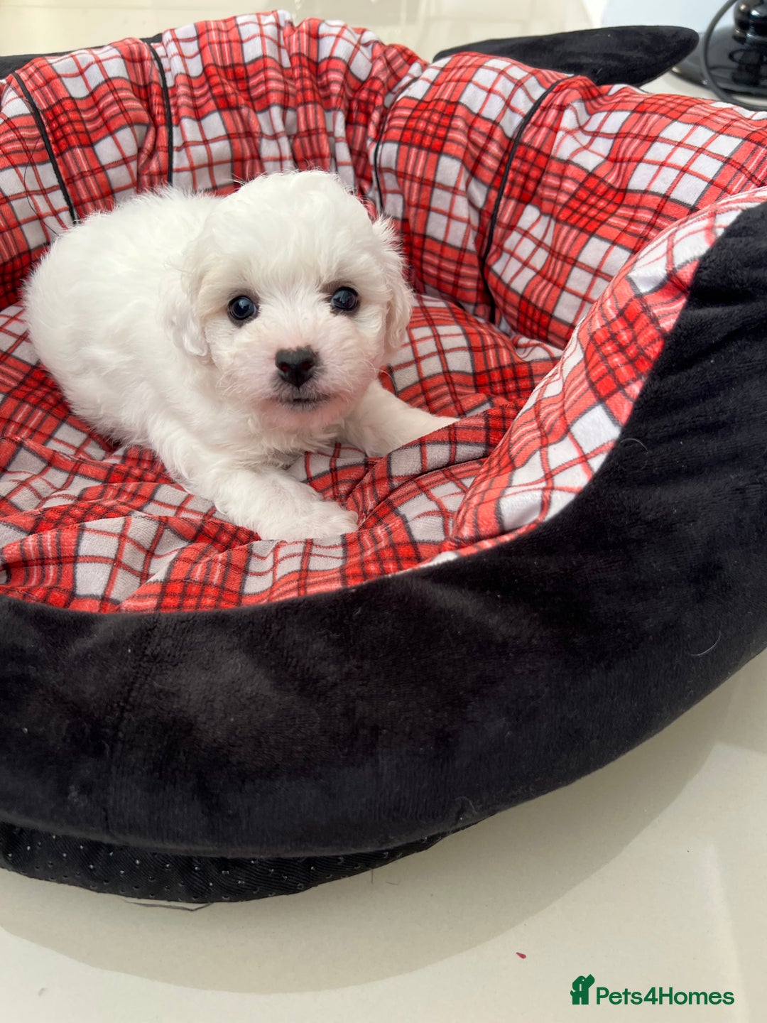 Bichon Frise dogs for sale: Pure Bichon Frise - Image 4