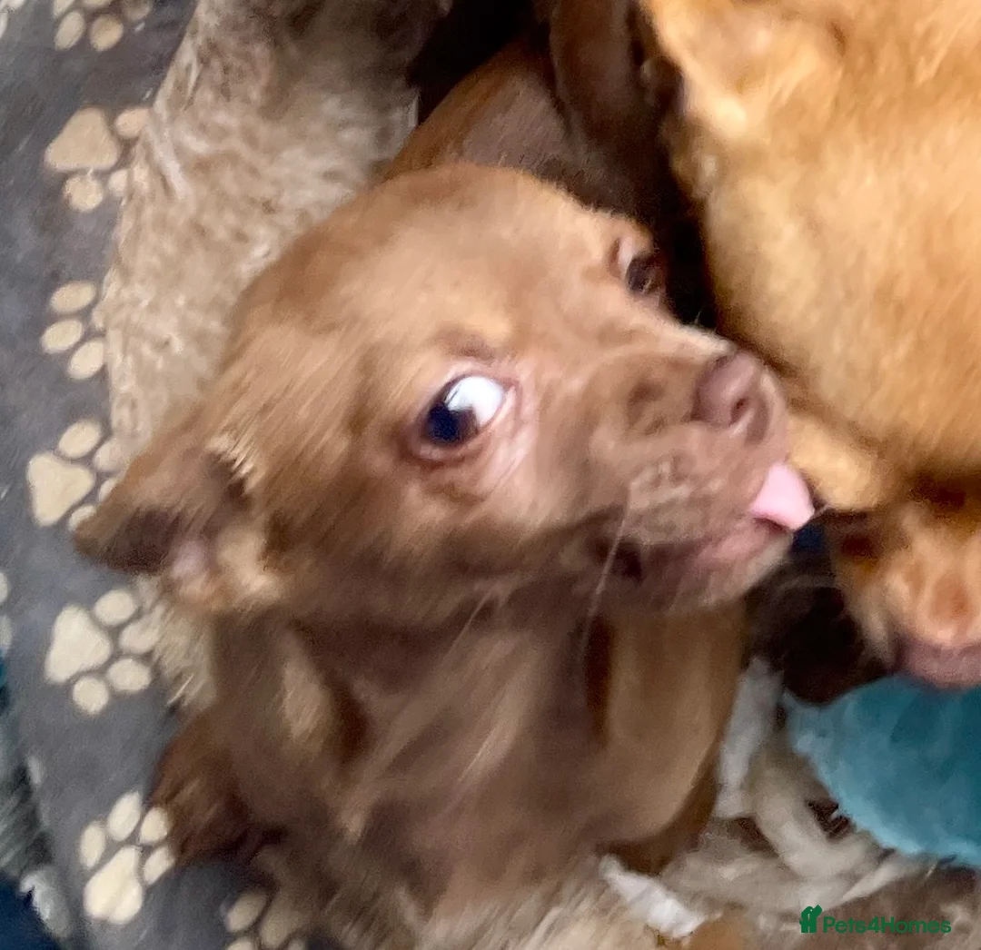 Chihuahua dogs for sale: Chihuahua Puppy For Sale  in Horsham - Advert 9