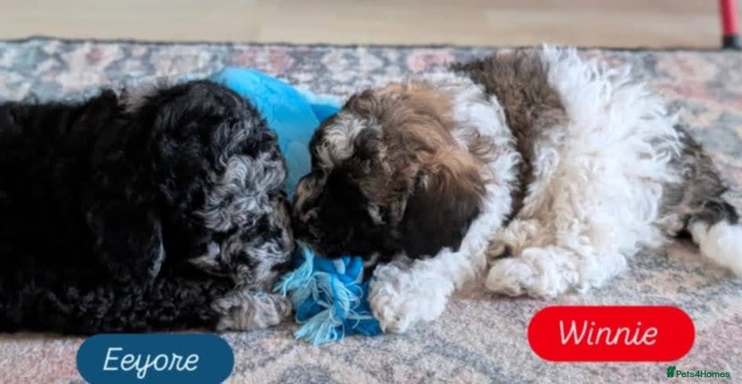 Poochon dogs for sale: Poochon pups stunning Rare colours - Image 23
