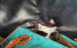 Mixed Breed cats for sale: 3 female kittens 1 male - Image 1