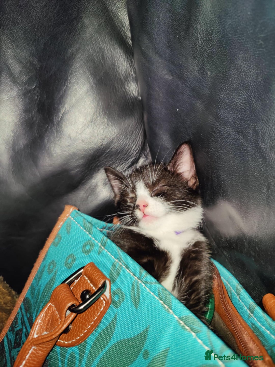 Mixed Breed cats for sale: 3 female kittens 1 male - Image 1
