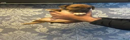 Staffordshire Bull Terrier dogs for sale:  red staffordshire bullterrier puppies 🐶  - Advert 4