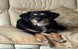 Mixed Breed dogs for adoption: Sweet Bubu Looking For Love  - Image 7
