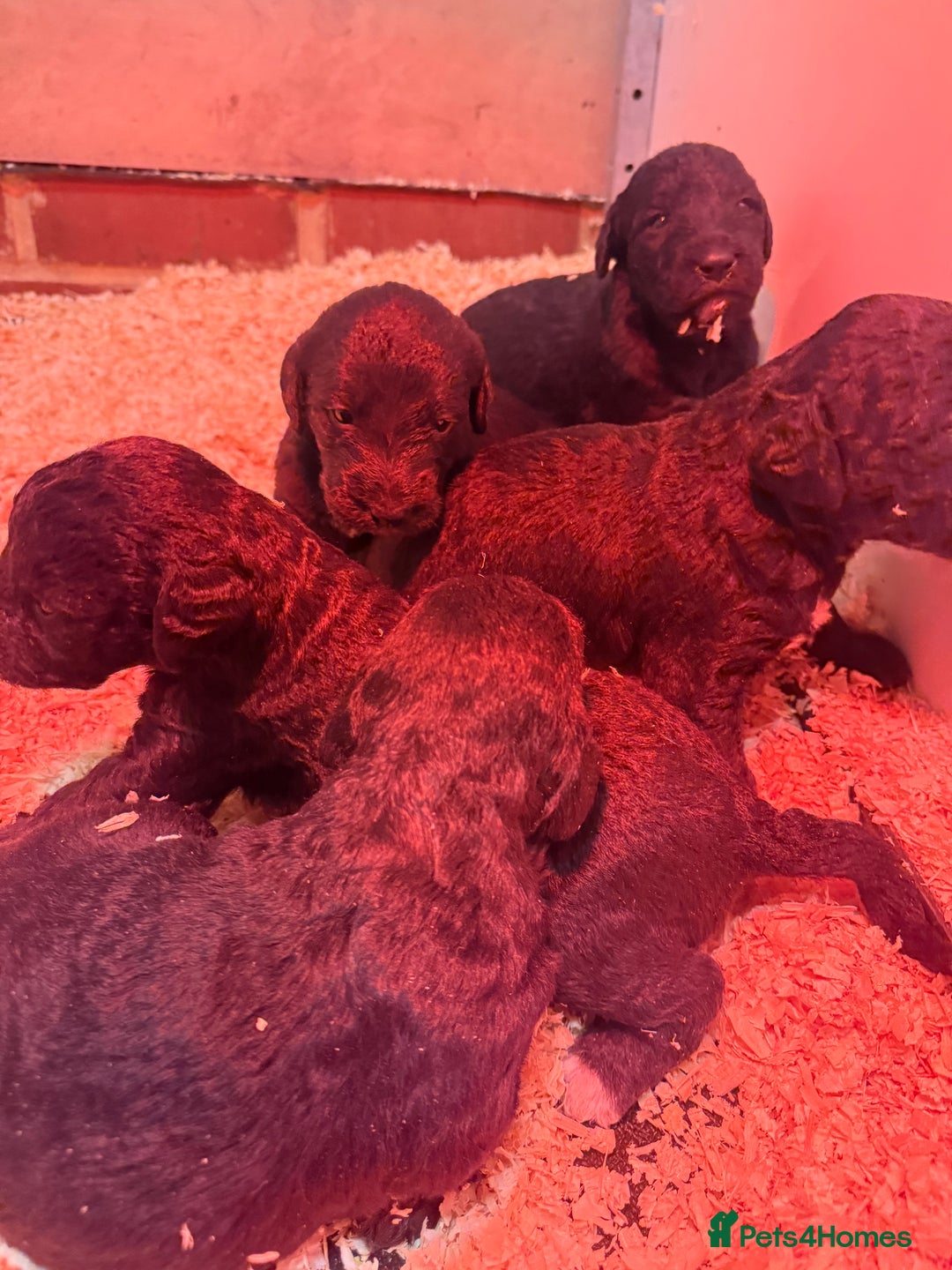 Mixed Breed dogs for sale: Bedlington x whippet Lurcher pups - Image 23