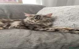 Maine Coon cats for sale: 🐾 Gorgeous Kittens Ready for Their Forever Homes - Image 9