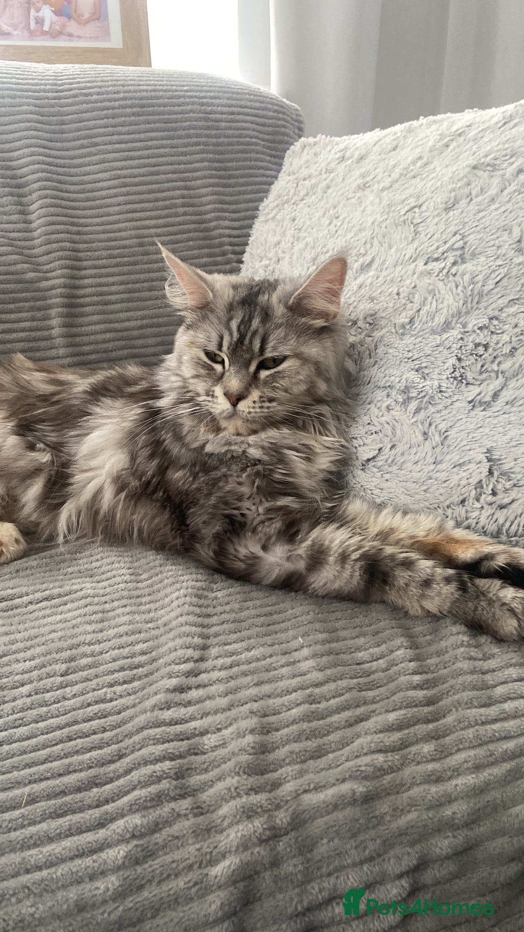 Maine Coon cats for sale: 🐾 Gorgeous Kittens Ready for Their Forever Homes - Image 9