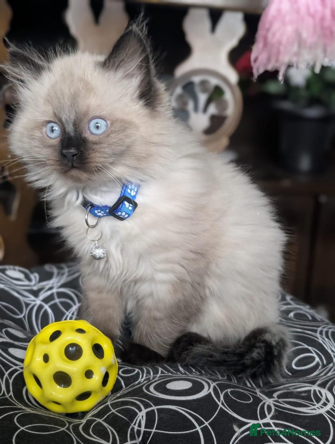 Ragdoll cats for sale: **Stunning litter of 4 ragdoll kittens** - Advert 5