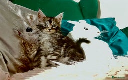 Maine Coon cats for sale: XXL Maine Coon kittens 🔥rare Black Smoke  - Image 13