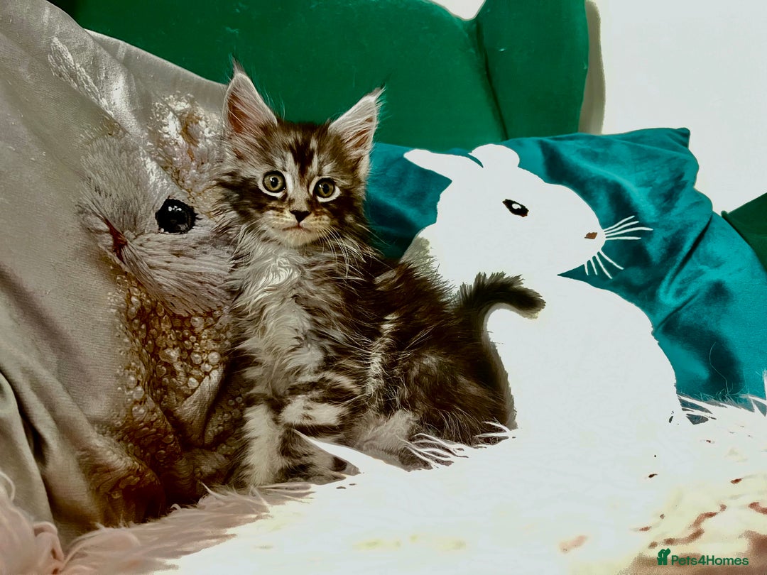Maine Coon cats for sale: XXL Maine Coon kittens 🔥rare Black Smoke  - Image 13