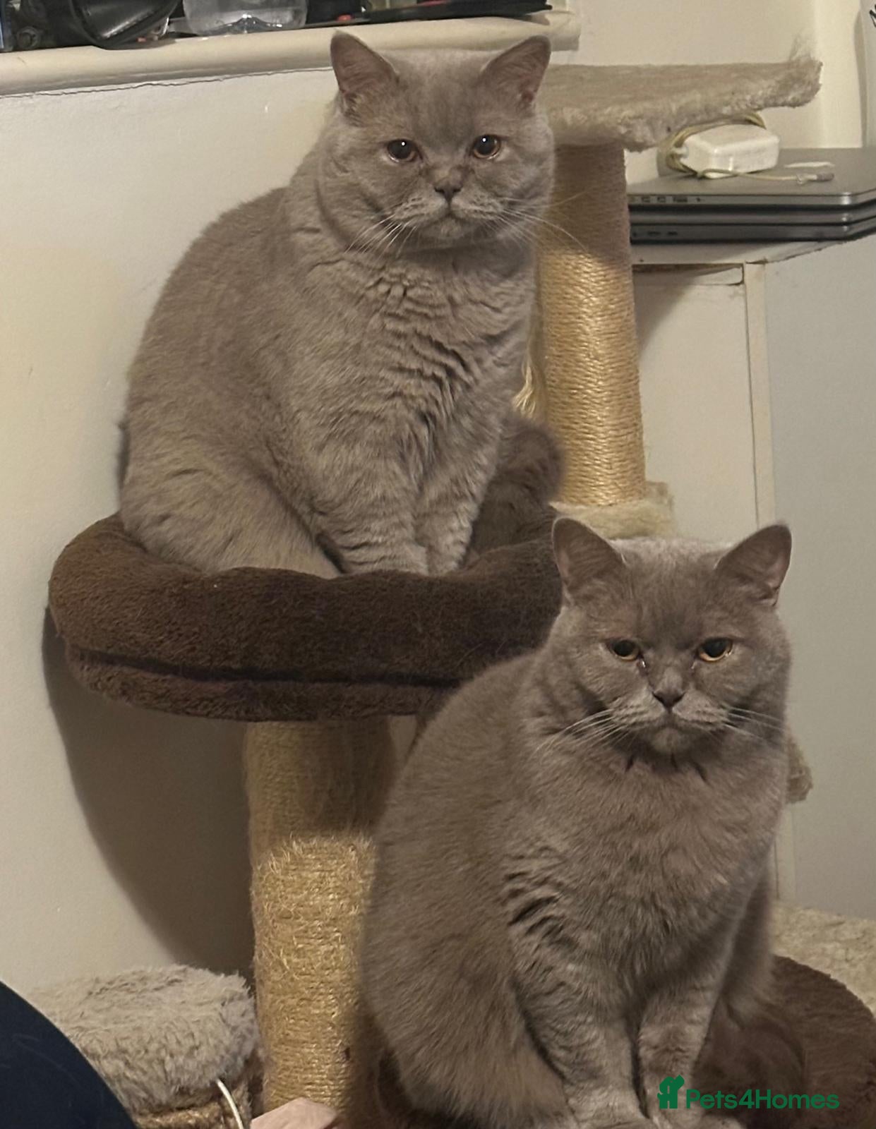 British Shorthair cats Beautiful British Shorthair Cats for Sale  - Advert 6