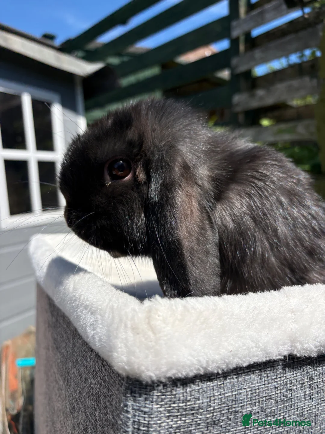 Dwarf Lop rabbits for sale: Stunning black self boy  - Advert 6