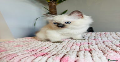 Ragdoll cats - Advert 12