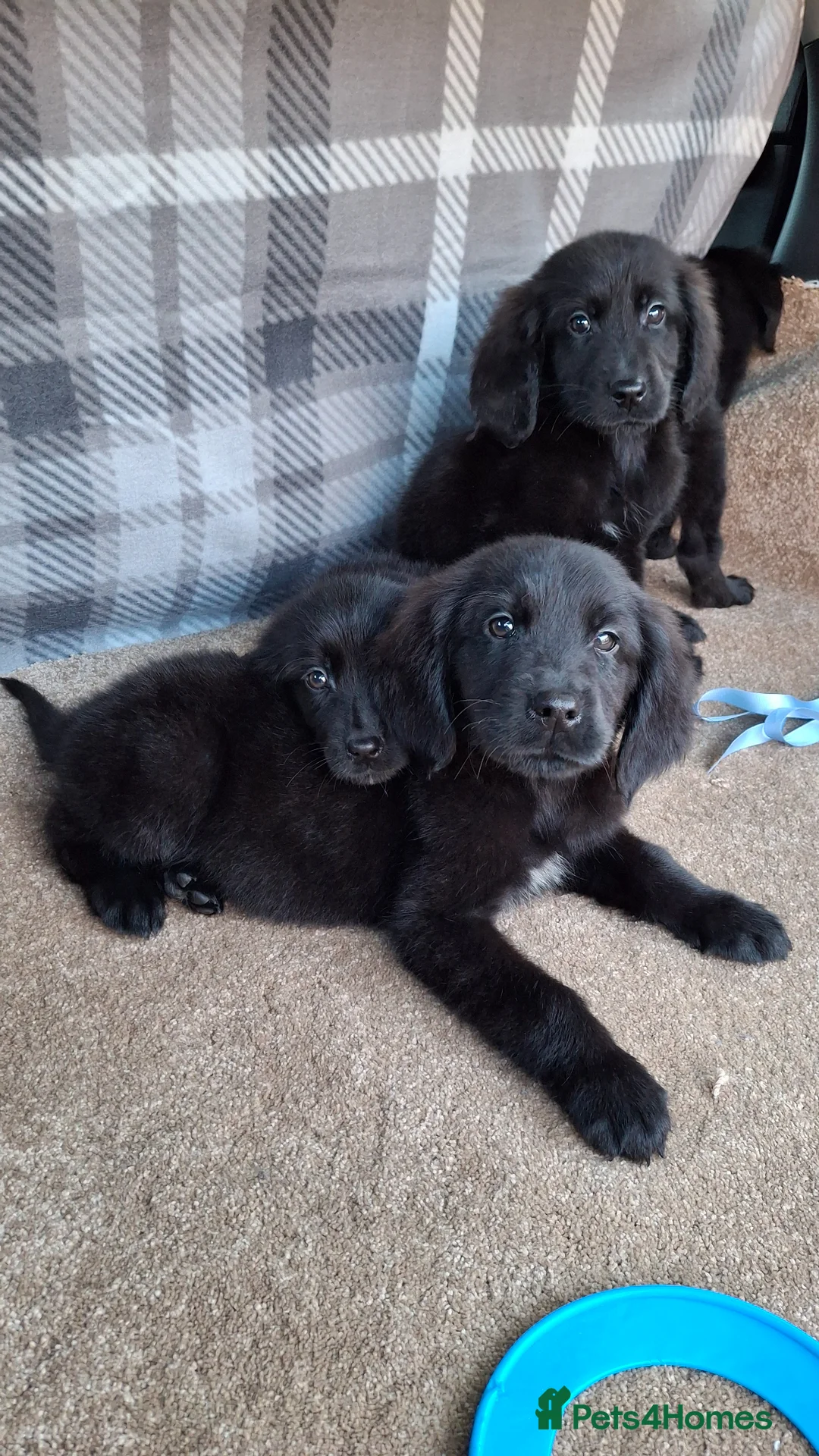 Mixed Breed dogs for sale: Health tested Flatcoat x golden retriever puppies. - Advert 18