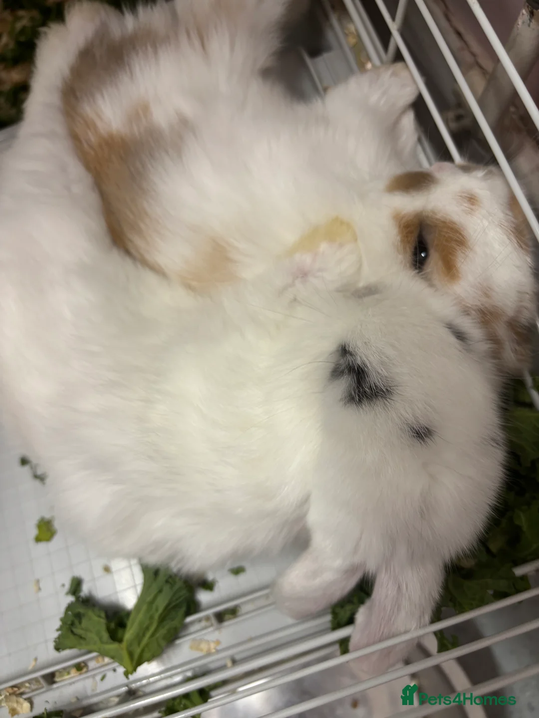 Mini Lop rabbits for sale: Mini lops - Advert 2