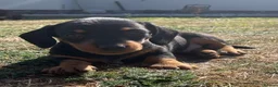 Dachshund dogs for sale: Miniature Dachshund Puppies - Stunning Litter - Advert 10