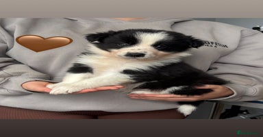 Border Collie dogs - Advert 9