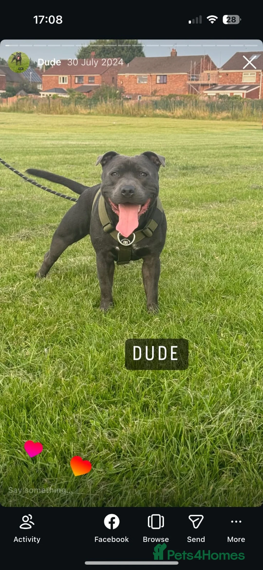 Staffordshire Bull Terrier dogs for sale: Blue Staffordshire bull terriers  - Advert 19