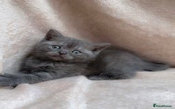British Shorthair cats for sale: Grey British shorthair female kitten for sale. - Image 2
