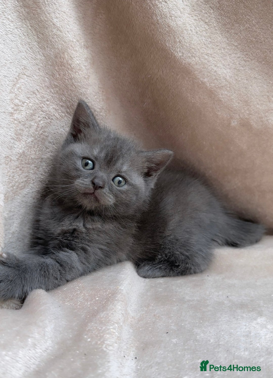 British Shorthair cats for sale: Grey British shorthair female kitten for sale. - Image 2