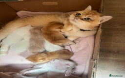 British Shorthair cats for sale: Stunning British shorthair NY 12 kittens - Image 31