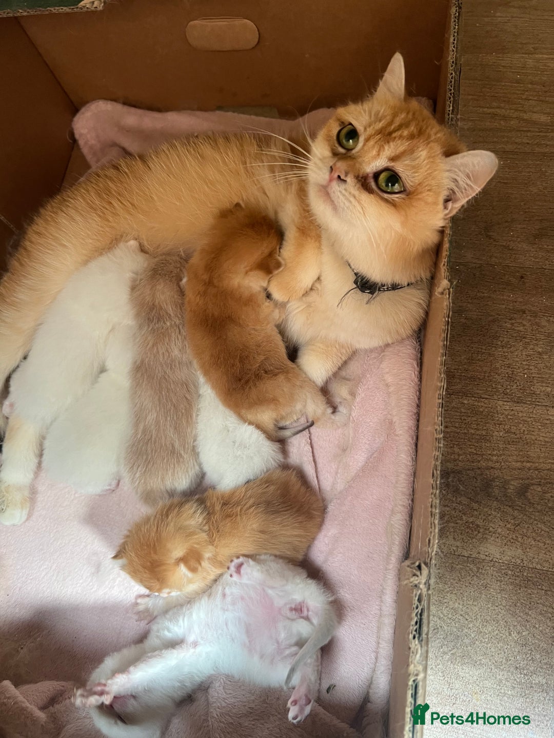 British Shorthair cats for sale: Stunning British shorthair NY 12 kittens - Image 31