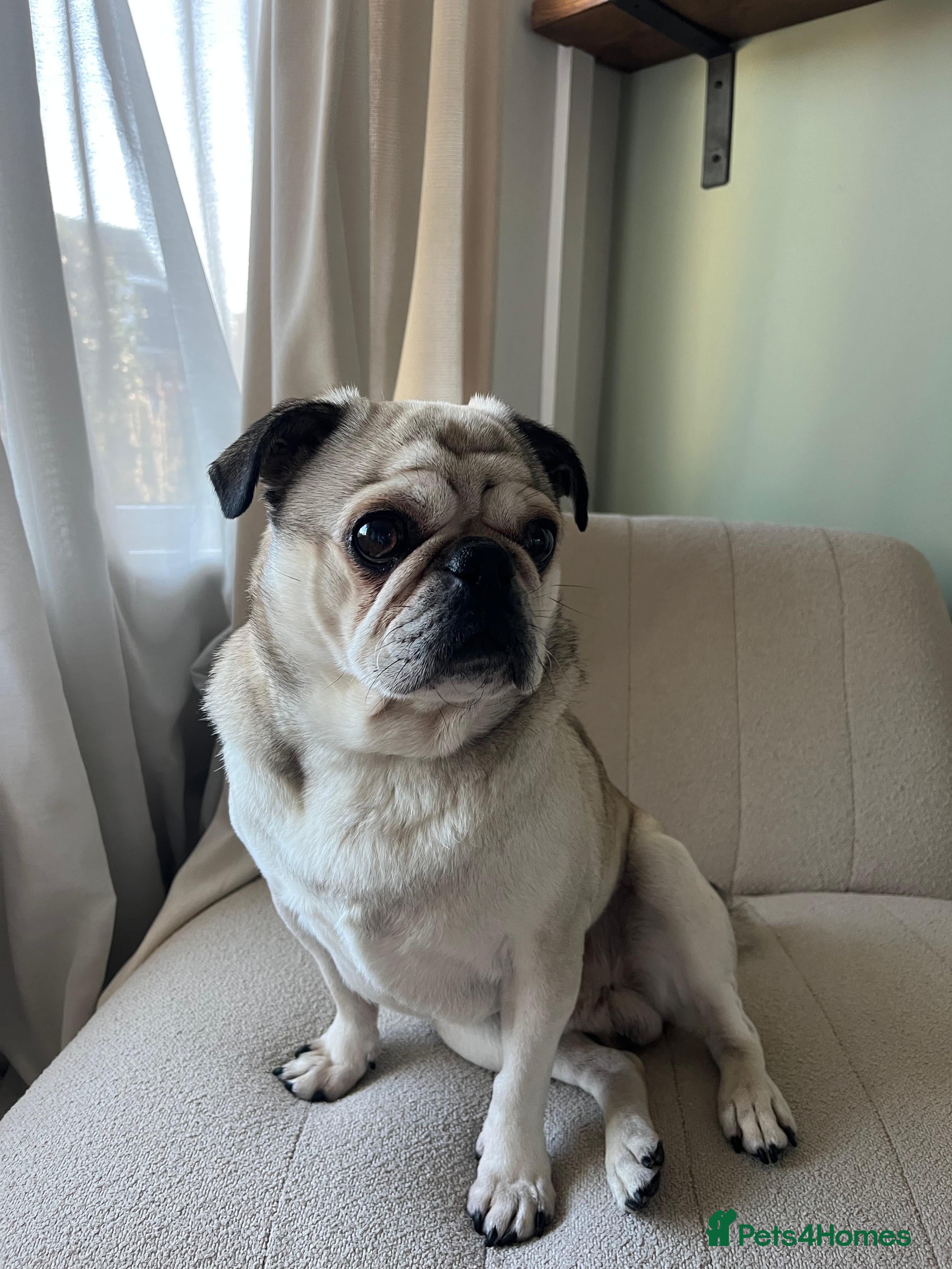 Pug dogs Binks – 8-Year-Old Pug Looking for a Loving Home - Advert 1