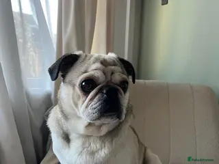 Pug dogs Binks – 8-Year-Old Pug Looking for a Loving Home - Advert 1