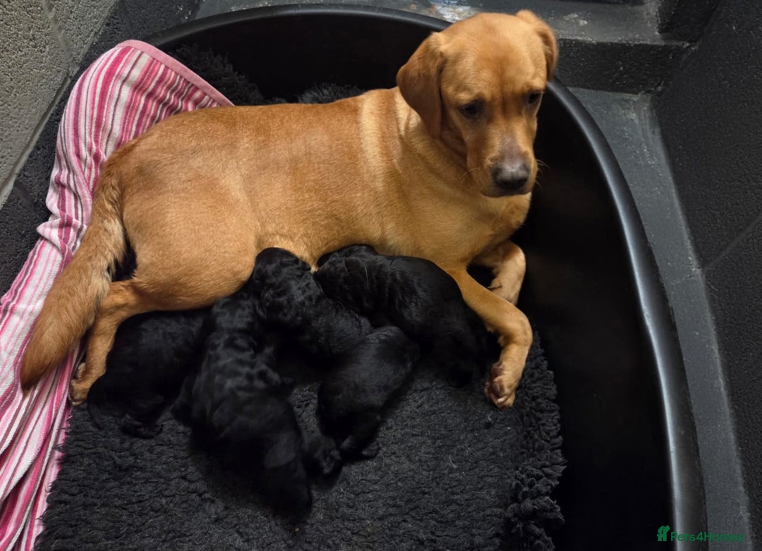 Labradoodle dogs for sale: F1 Standard Labradoodle pups - Advert 1