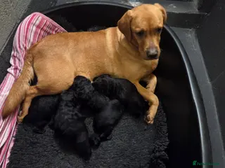 Labradoodle dogs F1 Standard Labradoodle pups - Advert 17