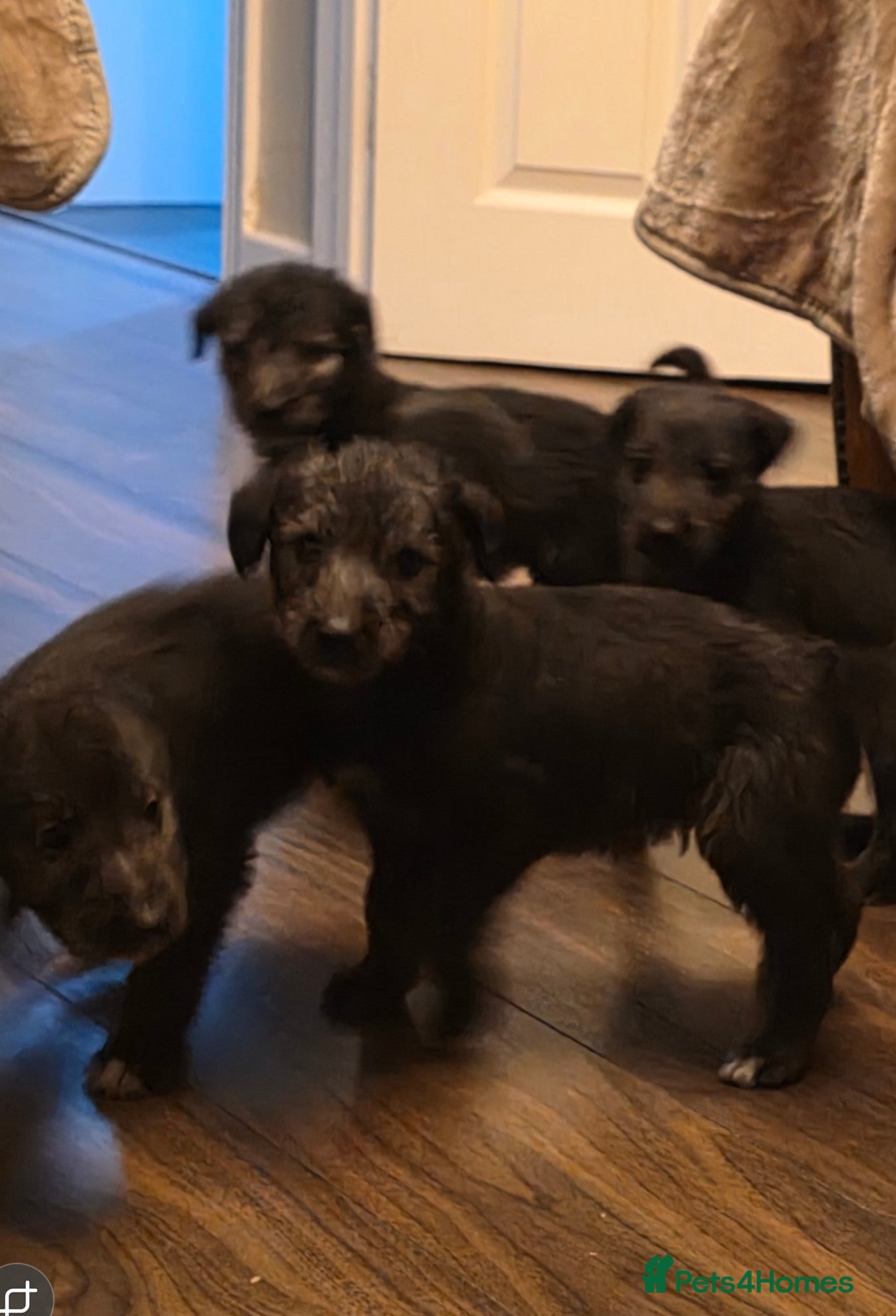 Mixed Breed dogs Bedlington whippet puppies  - Advert 3