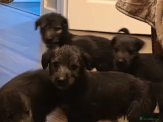 Mixed Breed dogs Bedlington whippet puppies - Advert 1