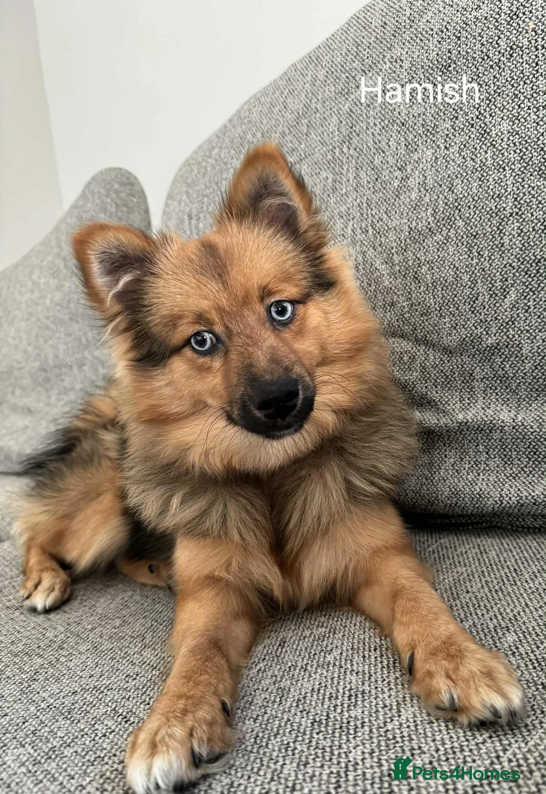 Pomsky dogs for sale: 2 male puppies for sale - Advert 2