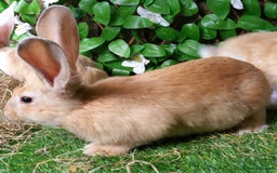 Continental Giant rabbits for sale: PURE Continental Giants Vaccinated 3 in 1 READY   - Image 2