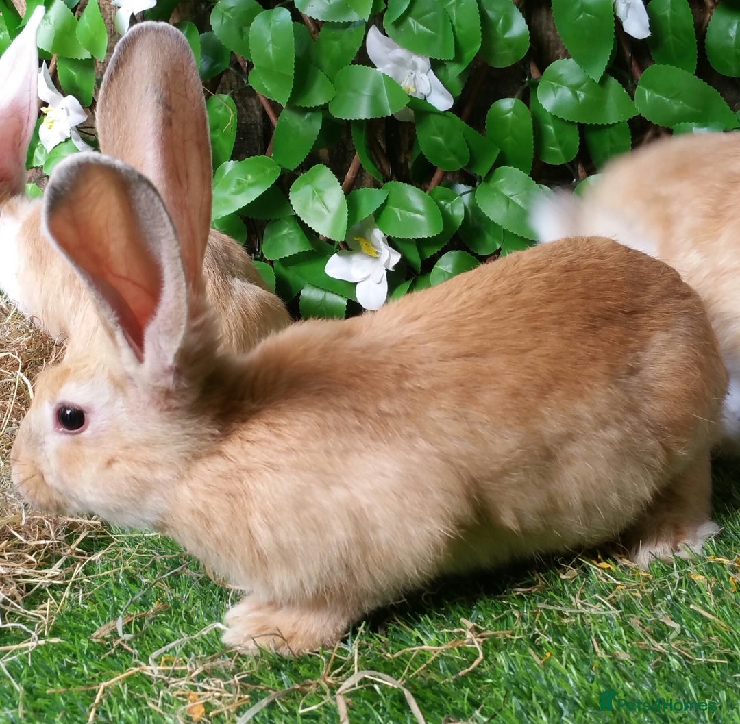 Continental Giant rabbits for sale: PURE Continental Giants Vaccinated 3 in 1 READY   - Image 2