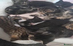 Mixed Breed cats for sale: Playful & cuddly Tabby-Bengal-Mix Kittens £200 - Image 28