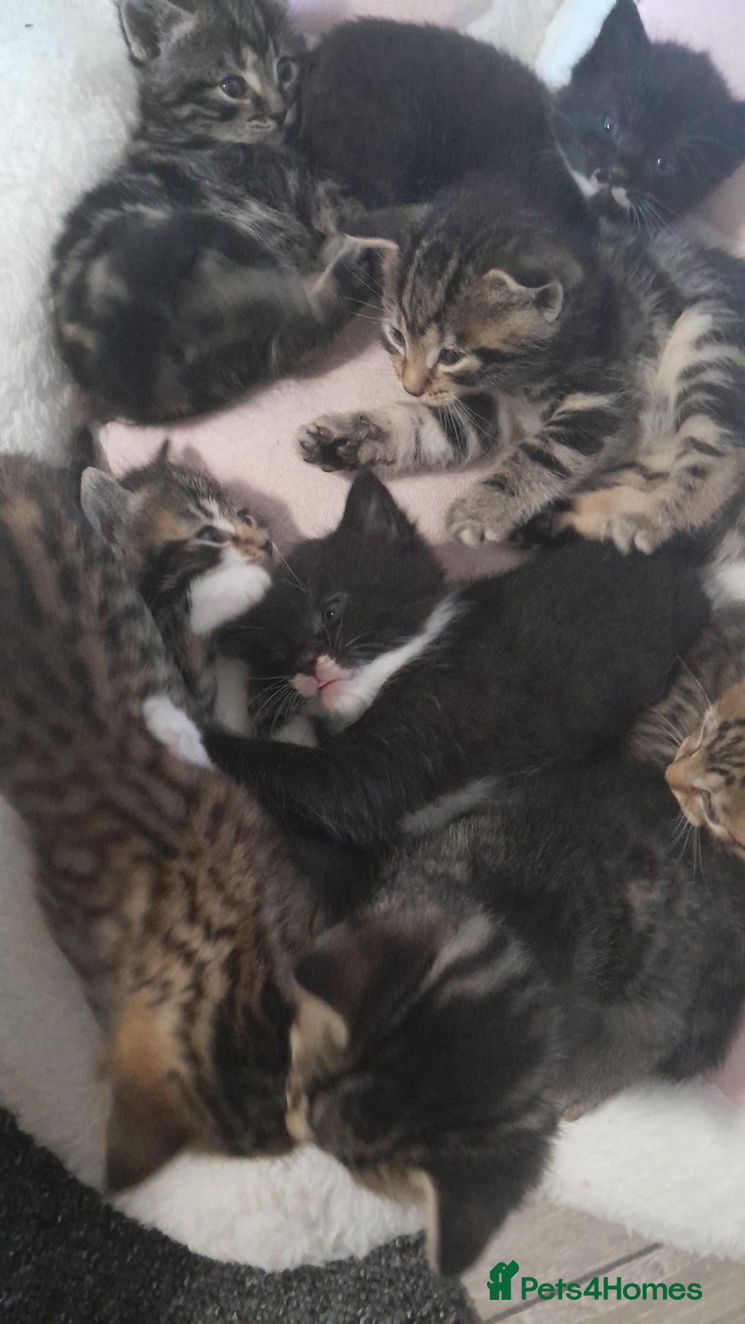 Mixed Breed cats for sale: Playful & cuddly Tabby-Bengal-Mix Kittens £200 - Image 28