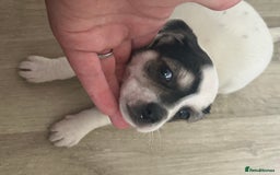 Jack Russell dogs for sale: I have 2 beautiful jack Russell puppy’s  - Image 3