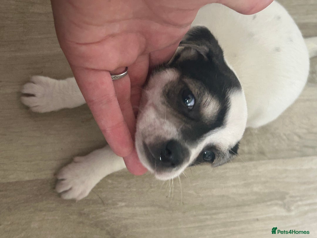 Jack Russell dogs for sale: I have 2 beautiful jack Russell puppy’s  - Image 3