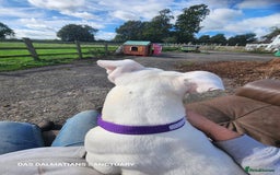 American Bulldog dogs for adoption: American Bulldog Needing Furever Home - Image 4