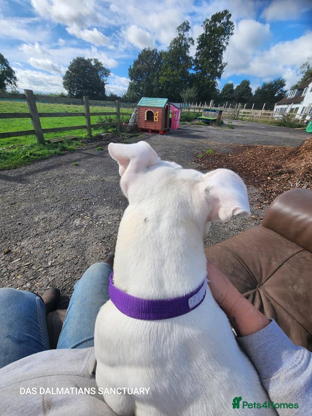 American Bulldog dogs for adoption: American Bulldog Needing Furever Home - Image 4